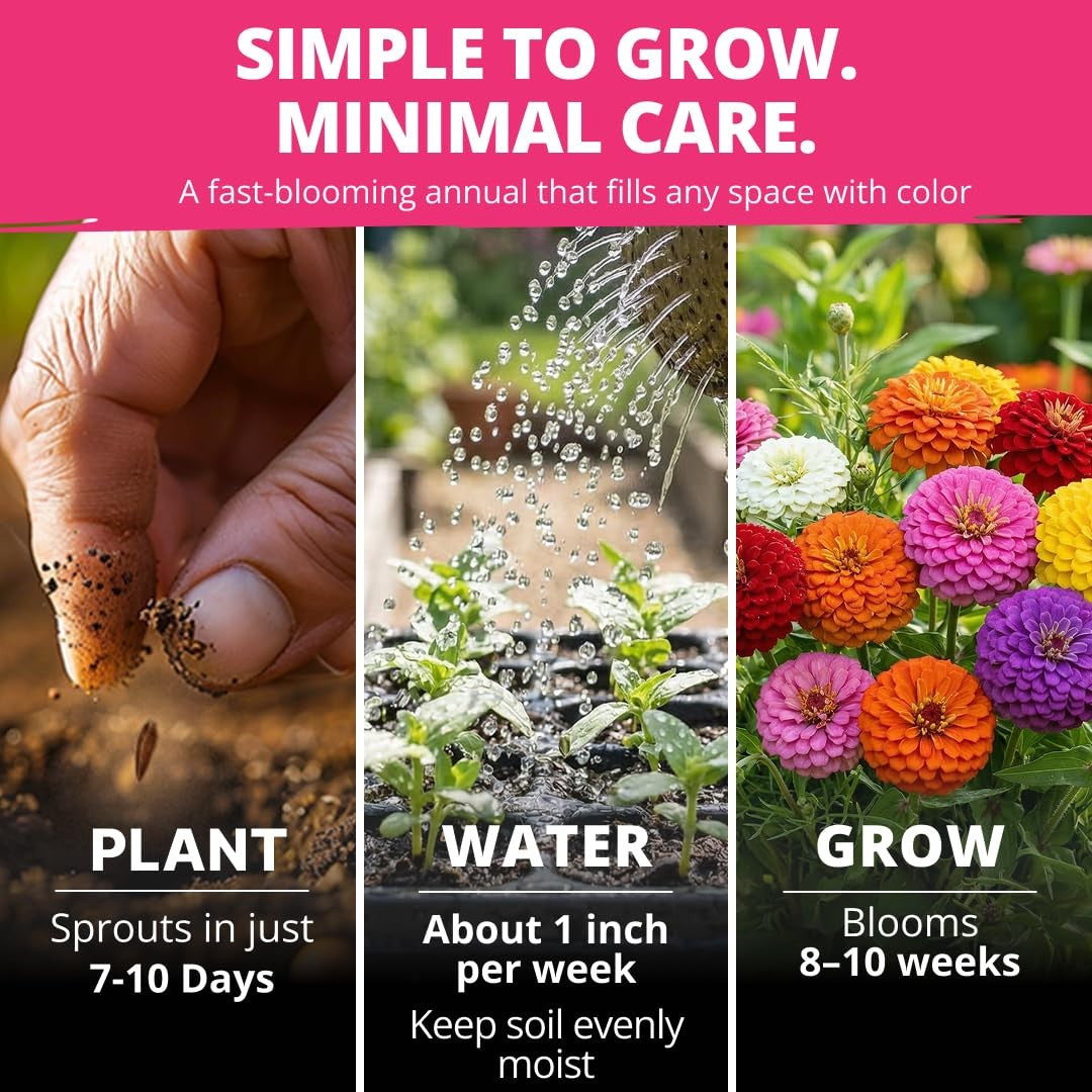Lilliput Mix Zinnia Seeds - 2,500 Seeds (1/2oz) - Petite Pompom Blooms