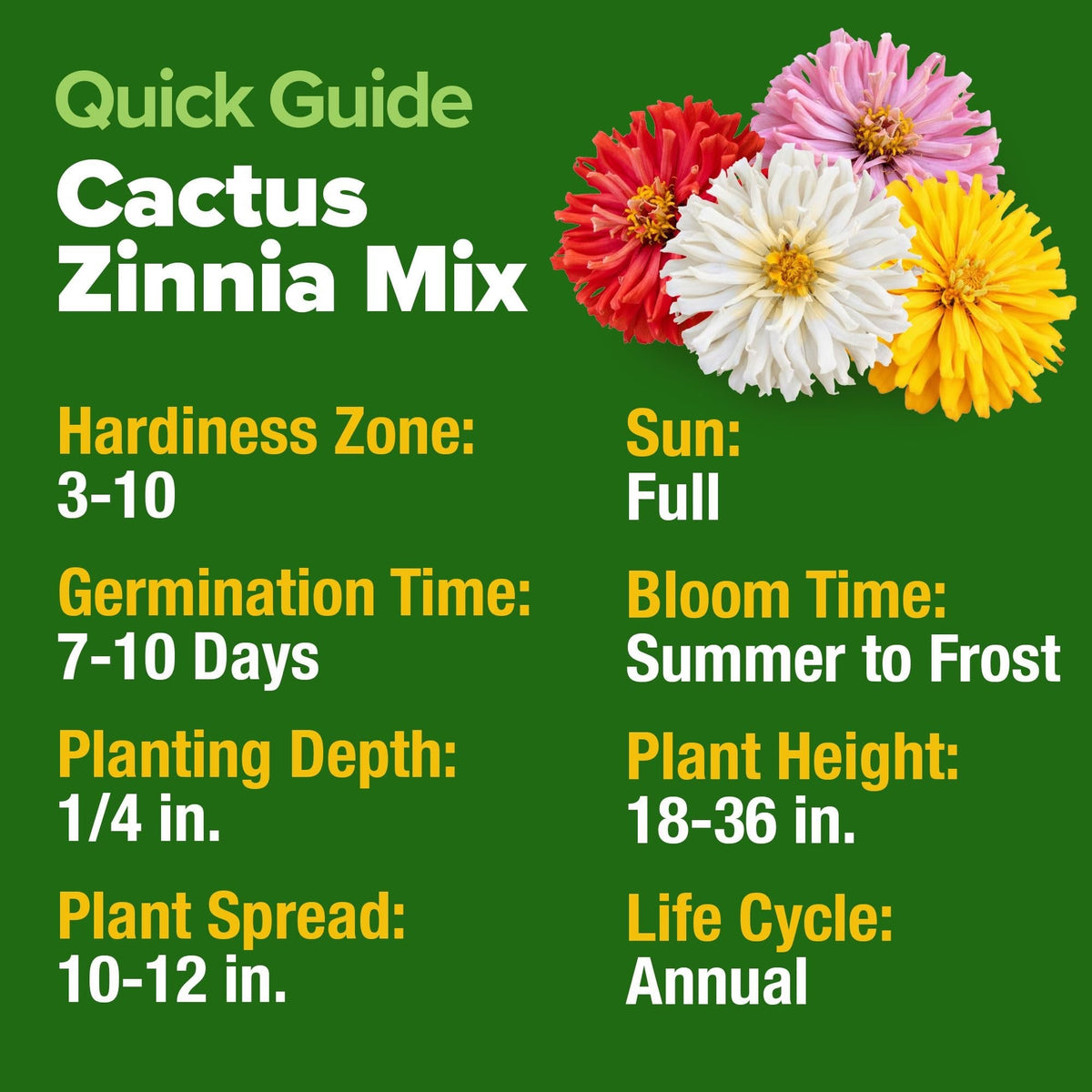 Cactus Mix Zinnia Seeds - 5,550 Seeds - Large Cut-Flower Blooms (1.5oz)