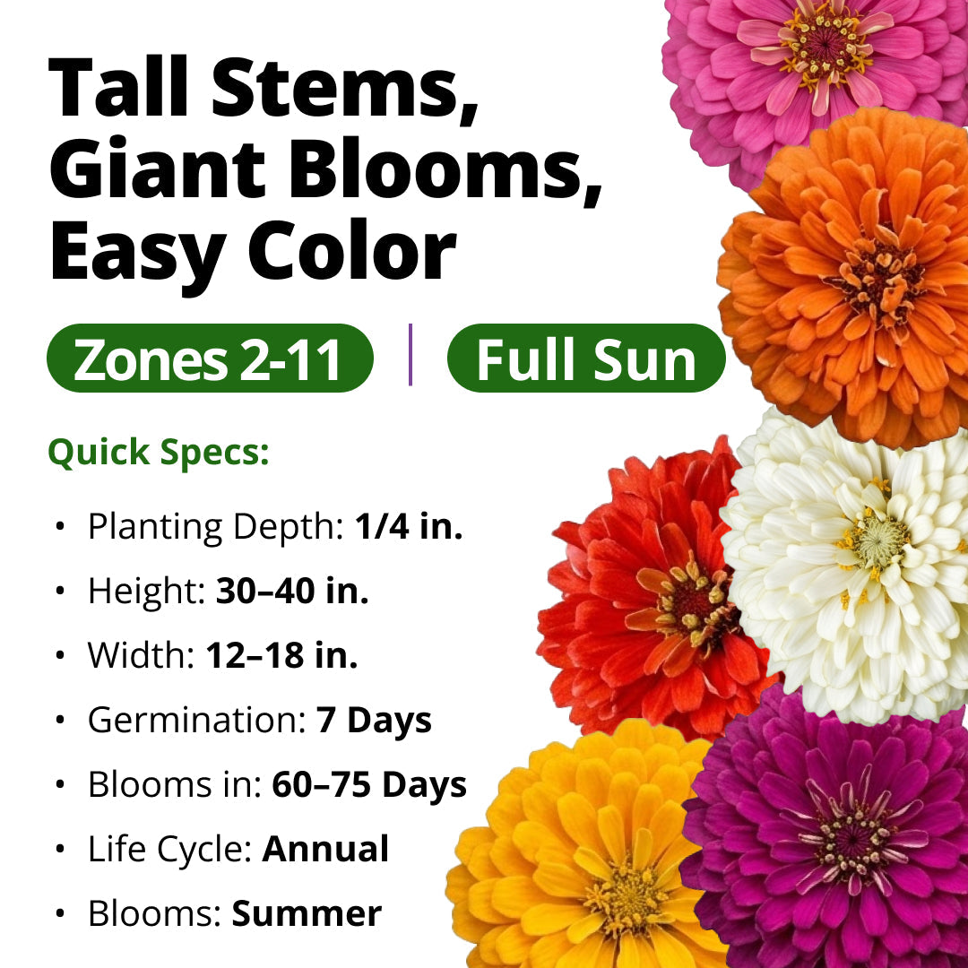State Fair Zinnia Seeds - 1,000 Seeds (7.5g) - Large Double Blooms