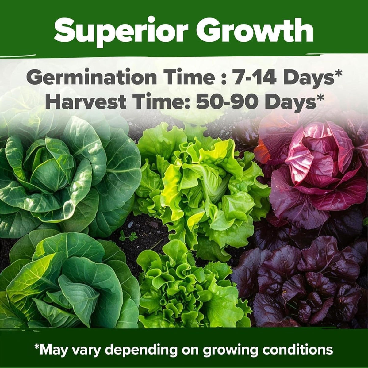 Lettuce and Leafy Greens Seeds - (8 Variety)