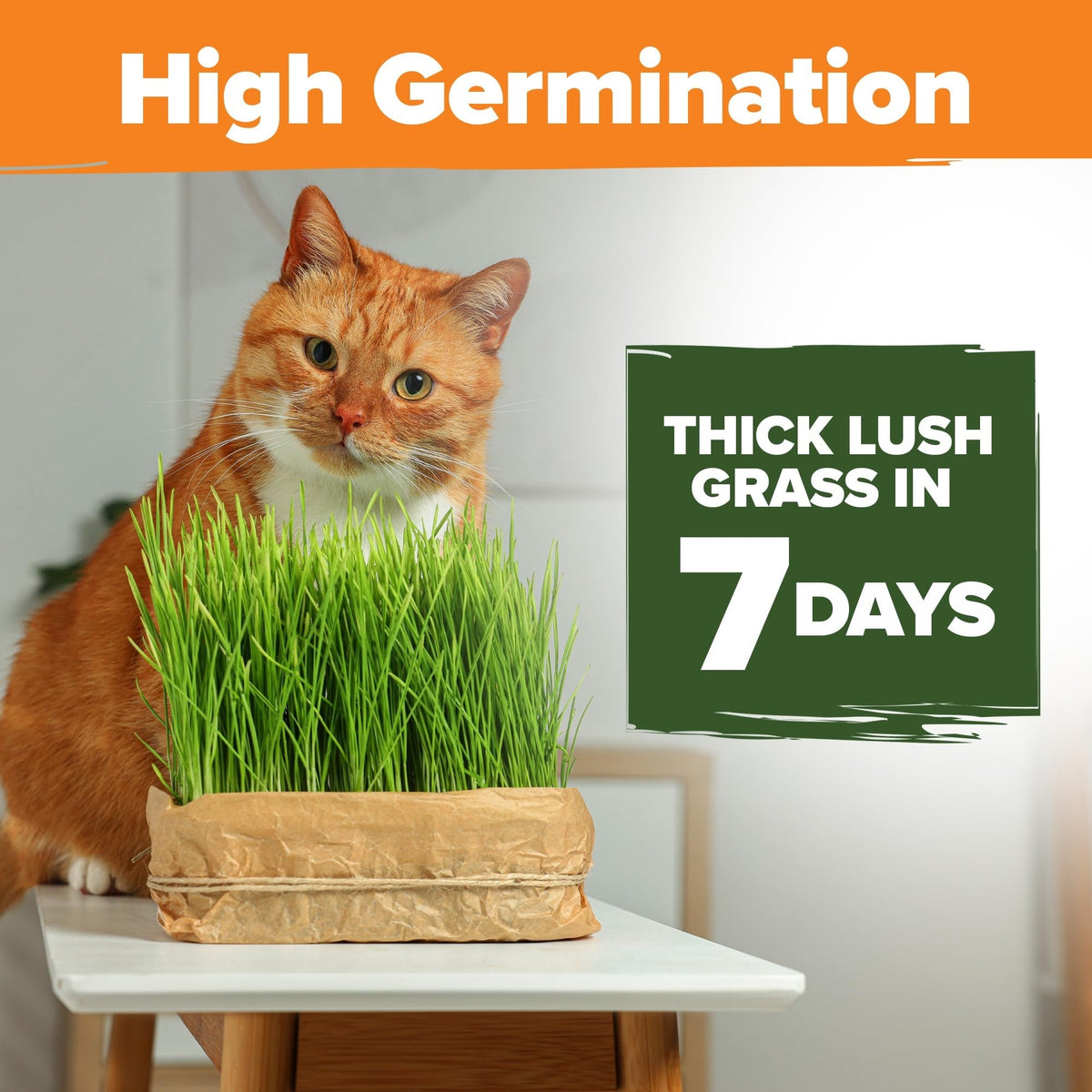 Cat Grass Seed Pack - 4 Varieties - USA-Harvested