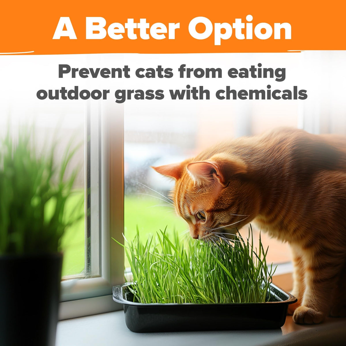 Cat Grass Seed Pack - 4 Varieties - USA-Harvested
