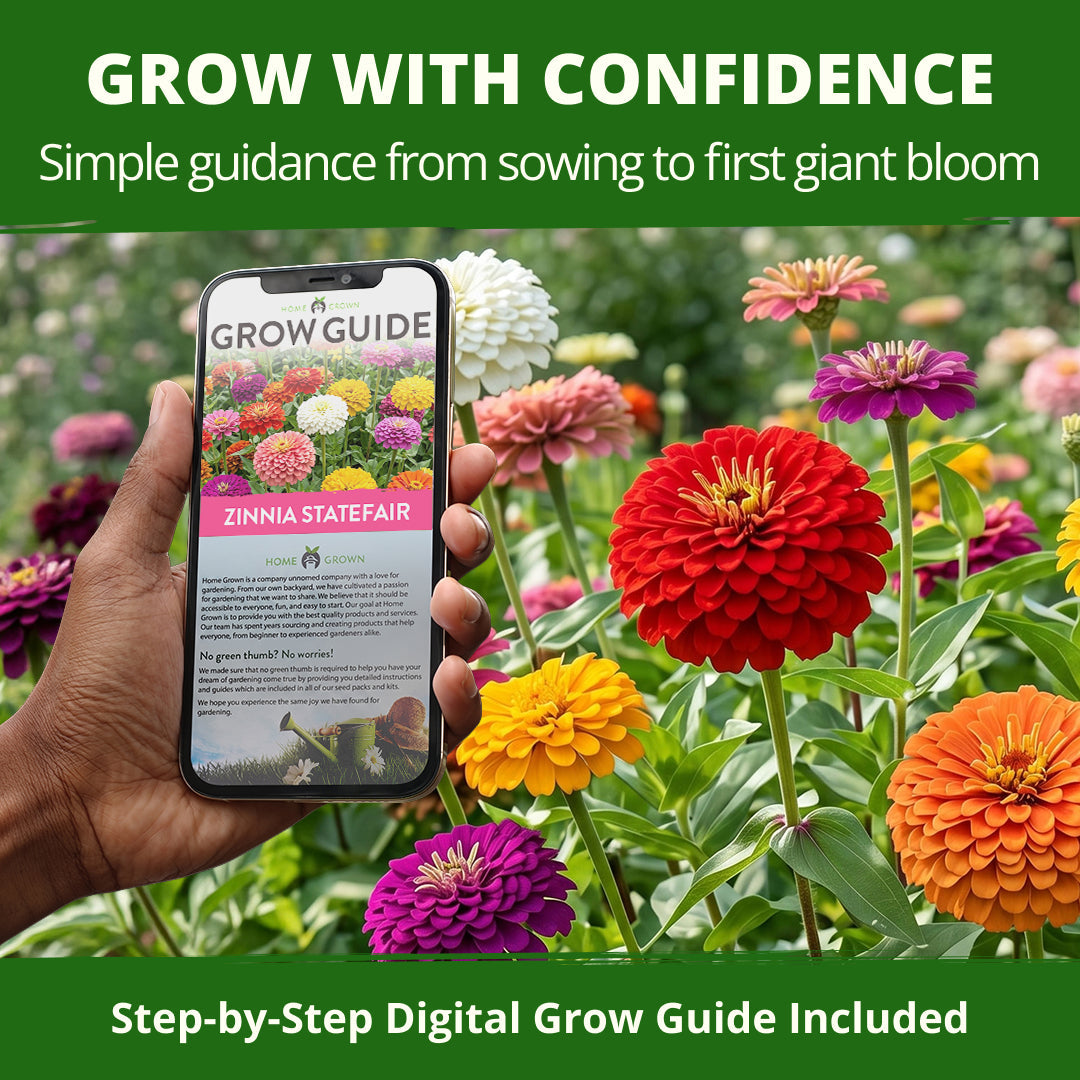 State Fair Zinnia Seeds - 1,000 Seeds (7.5g) - Large Double Blooms