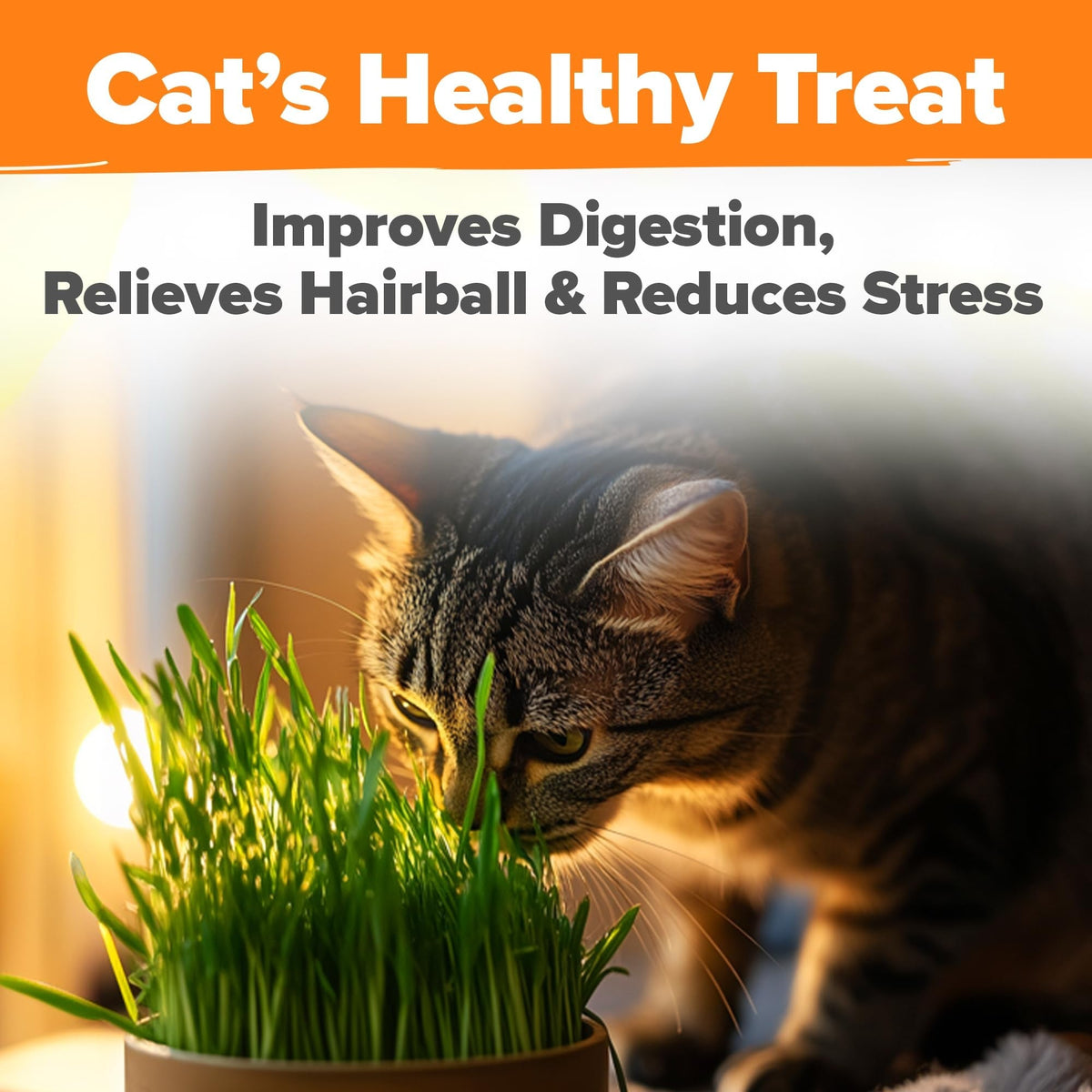 Cat Grass Seeds Bulk