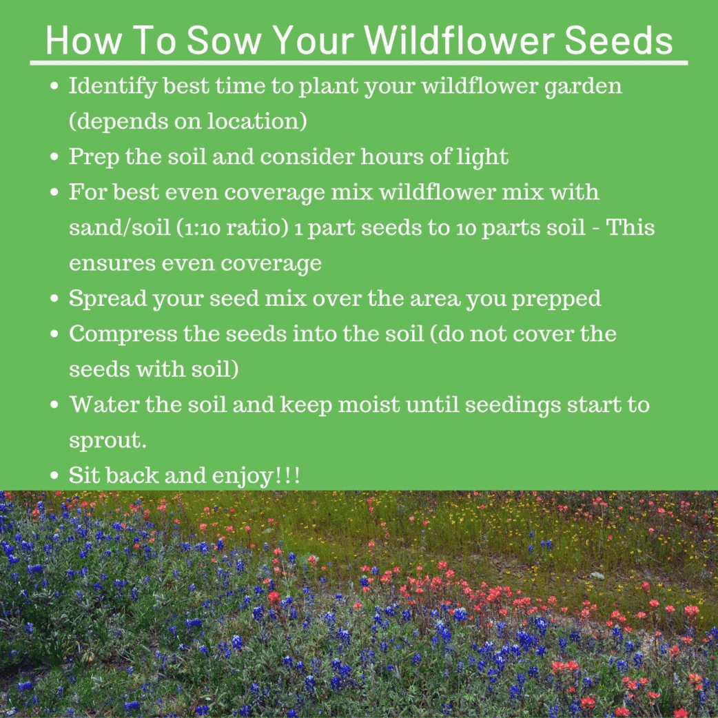 Perennial Wildflower Seed Mix - 18 Varieties (3 oz) - No Filler