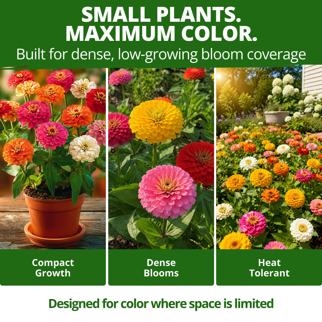 Thumbelina Dwarf Zinnia Seeds - 3,000 Seeds (14g) - Dwarf Patio Blooms